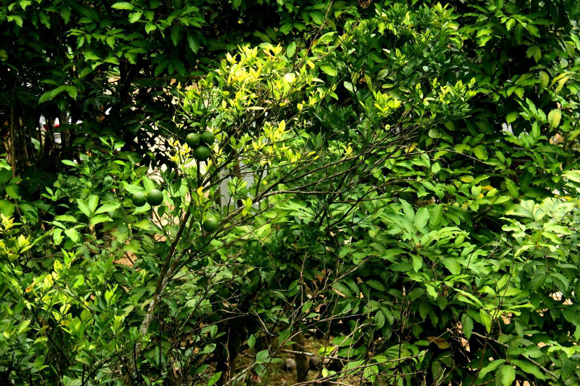 The Breeze Pinnawala Exterior foto